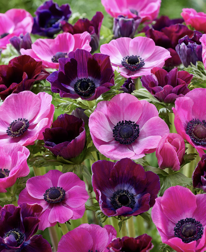 Anemone - pink dusk mix
