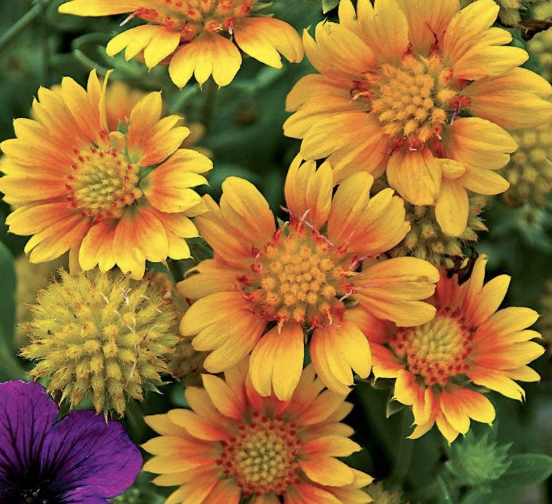 Blanketflower - apricot (perennial)