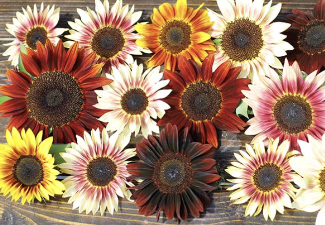 Sunflower - Infrared mix