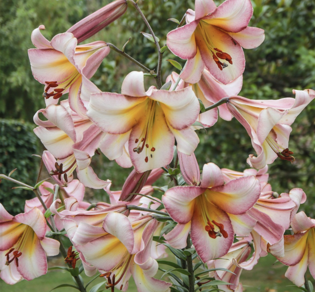 Screenshot 2026-04-03 at 1.51.24 AM.png