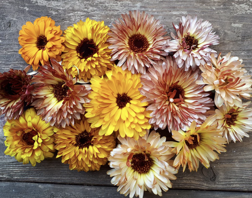 Screenshot 2025-11-01 at 3.12.56 PM.png