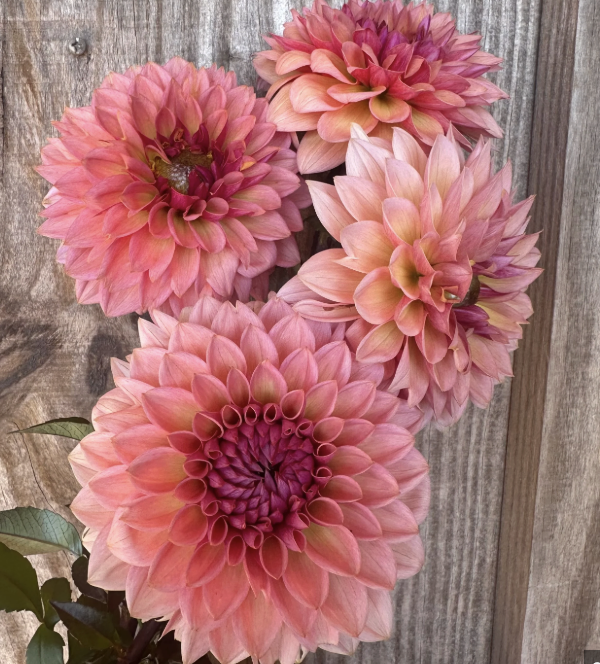 Dahlia - sweet sanne (potted tuber)