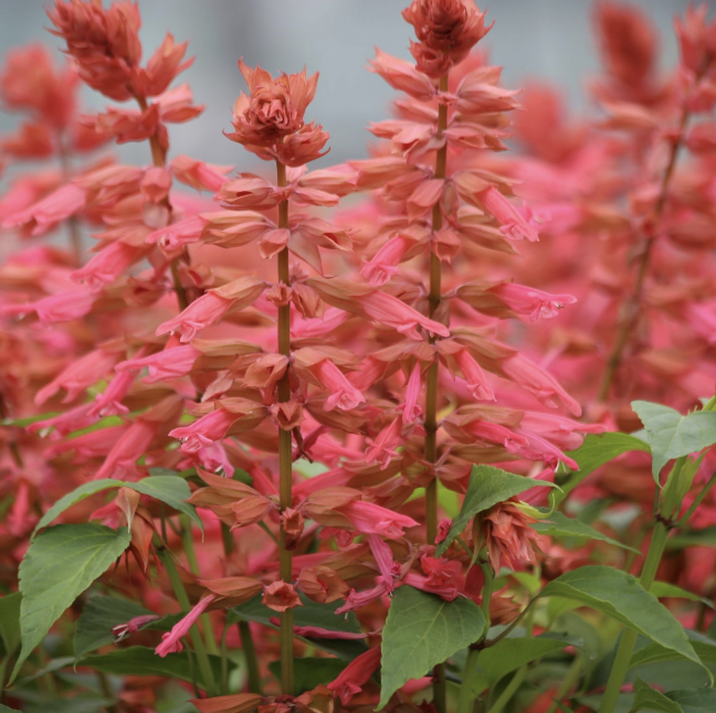 Salvia - estella coral (perennial) *NEW