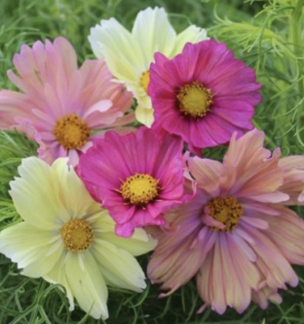 Cosmos Cotton Candy Mix