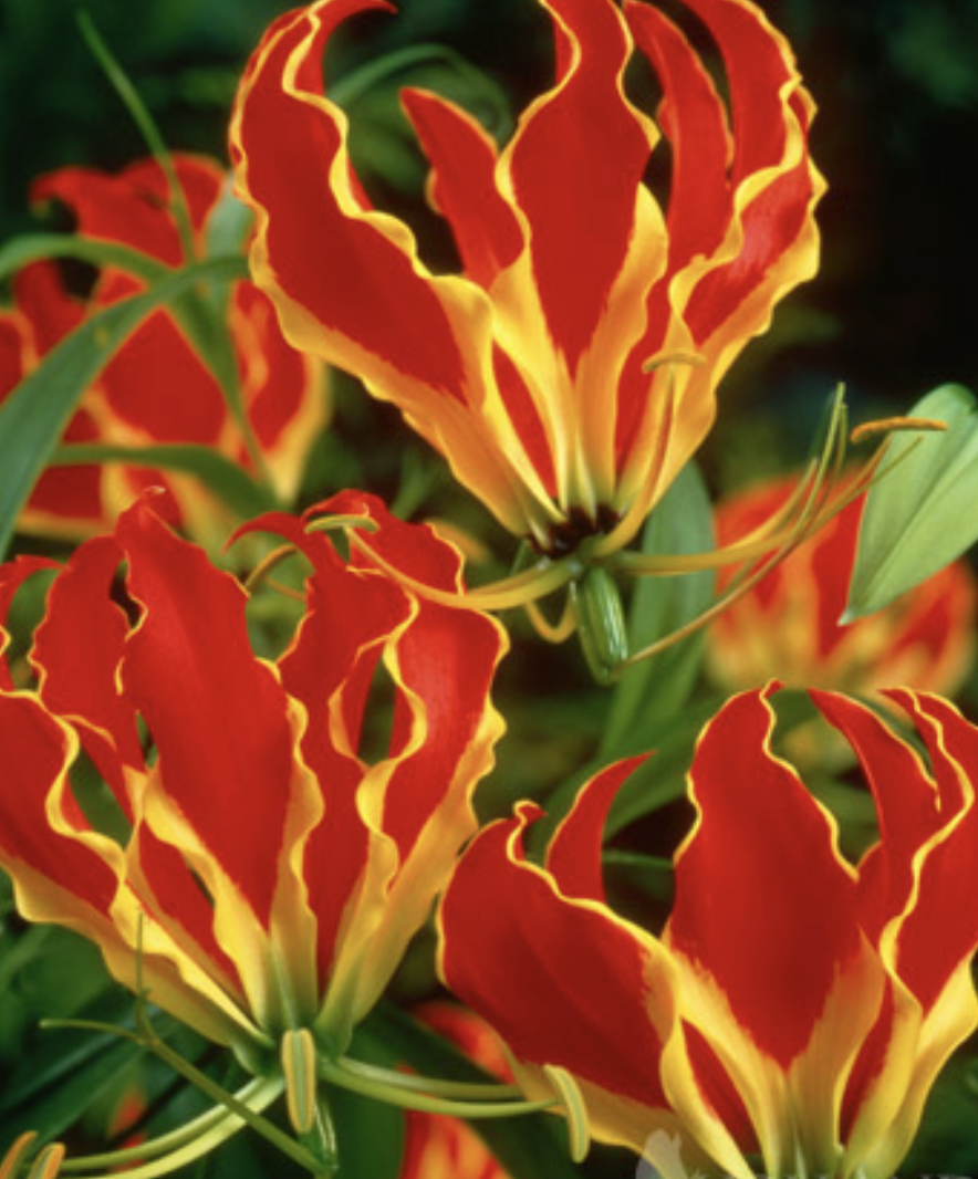 Vine - Gloriosa lily (perennial) *NEW