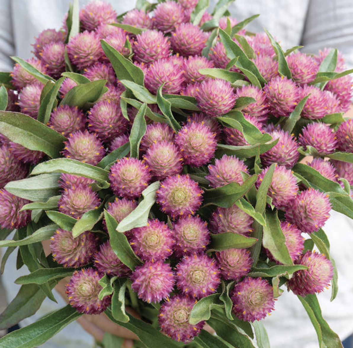 Screenshot 2026-03-31 at 1.47.55 AM.png