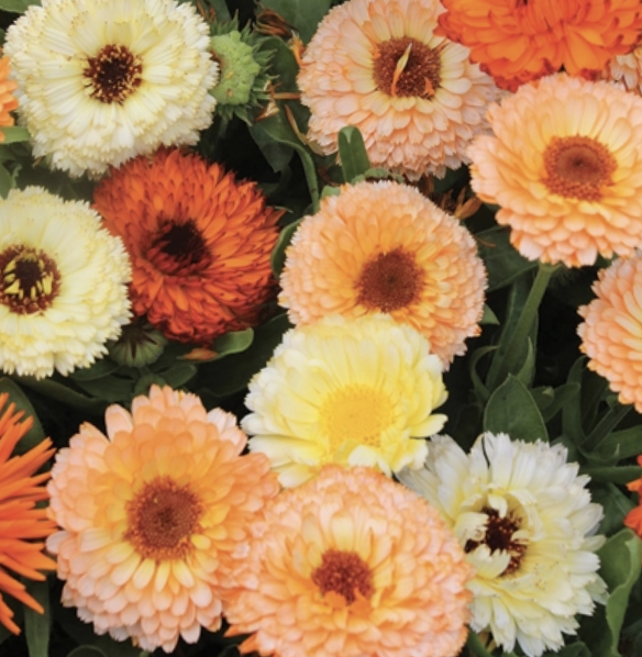 Calendula - Fruit burst
