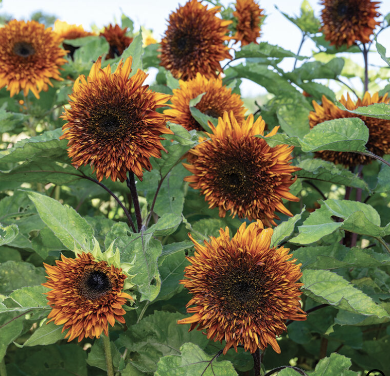 Sunflower - Darjeeling *NEW (dwarf)