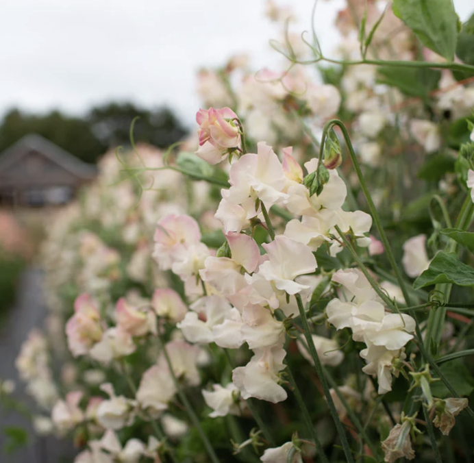 Screenshot 2025-11-01 at 3.34.42 PM.png