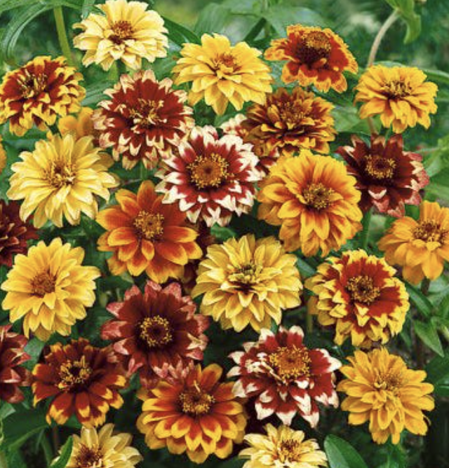Zinnia Persian Carpet (dwarf)