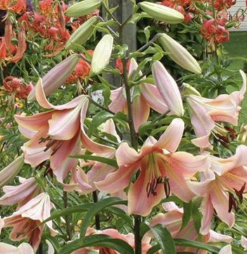 Screenshot 2026-04-03 at 1.53.03 AM.png