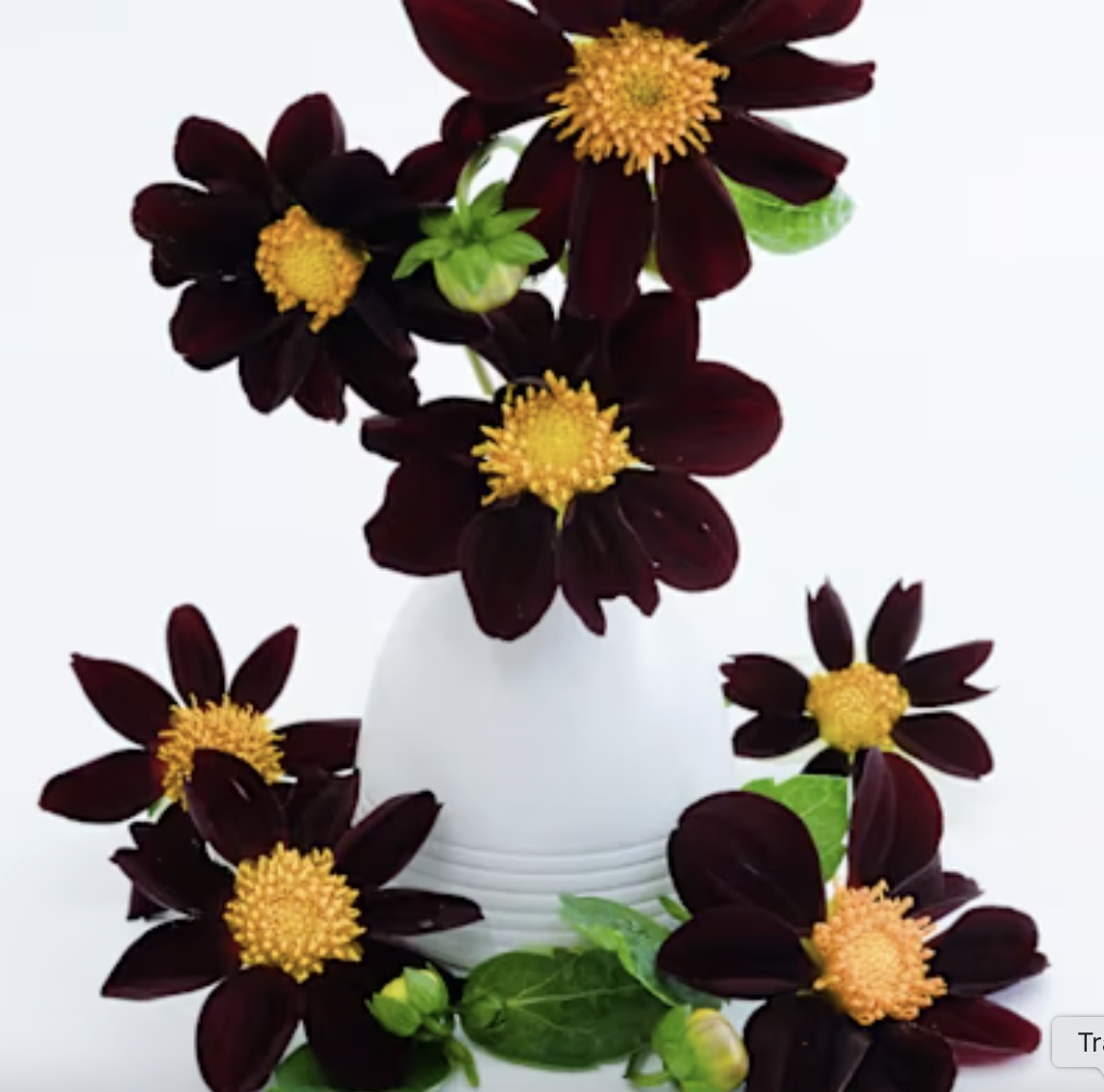dahlia - black beauty (tall) *NEW