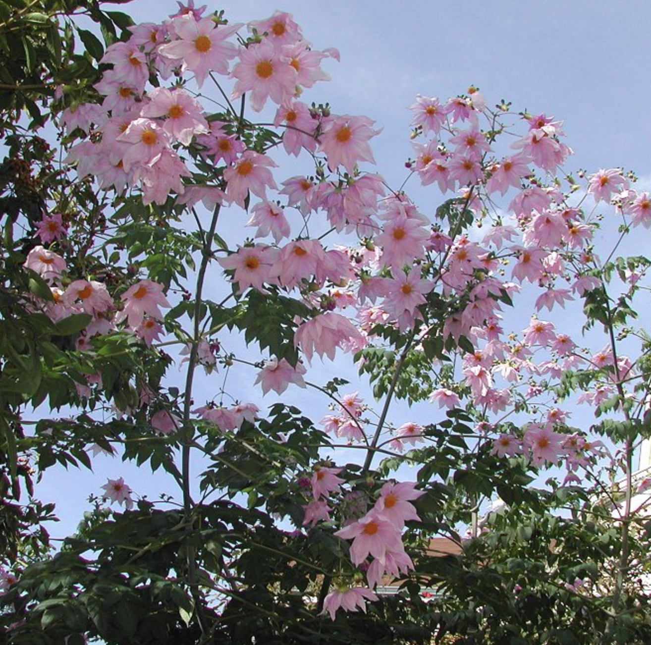 Dahlia Imperialis/Tree dahlia *NEW (potted tuber)