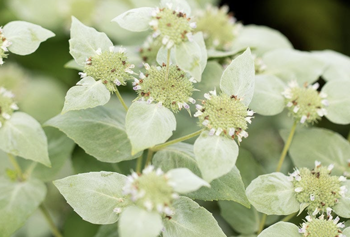 Screenshot 2026-03-24 at 11.14.38 PM.png