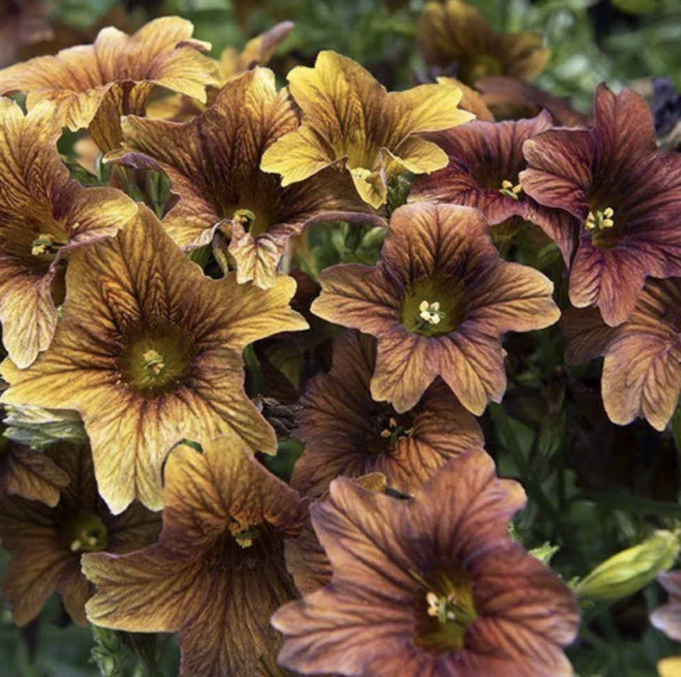 Salpiglossis - mocha *NEW