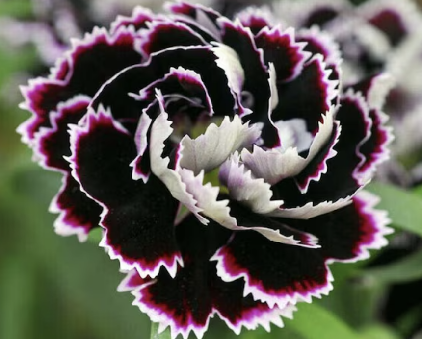 Dianthus - Black & white