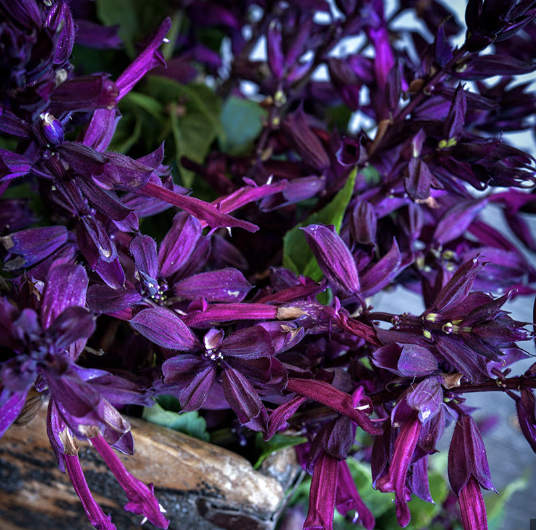 Salvia - amore purple (perennial)