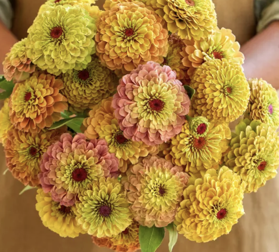 Zinnia Queen lemon peach