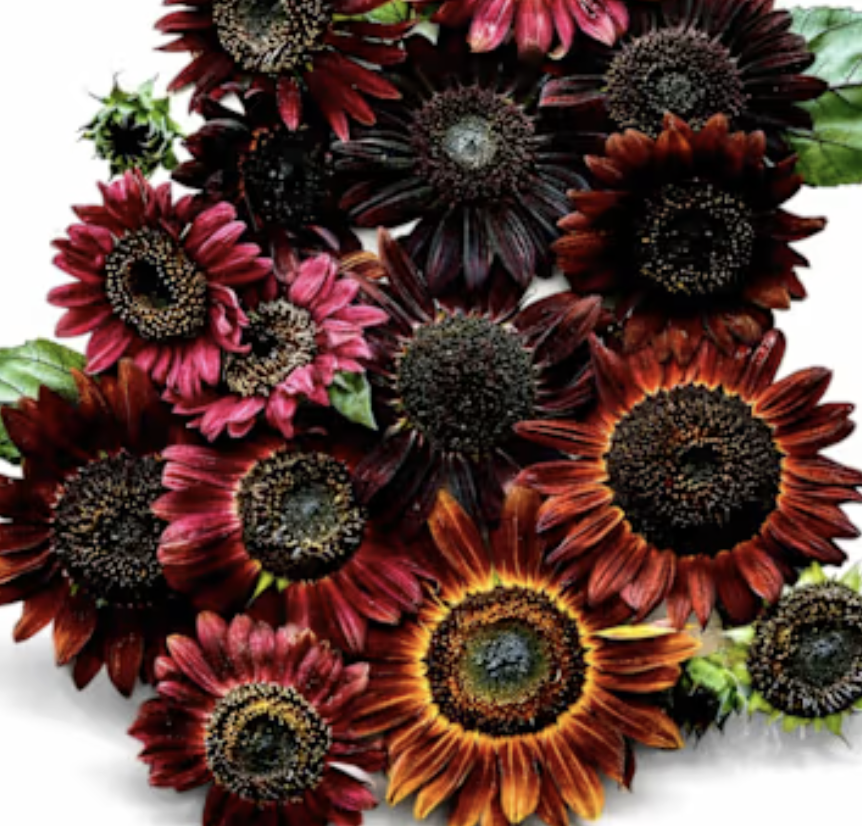 Screenshot 2026-03-31 at 1.54.37 AM.png