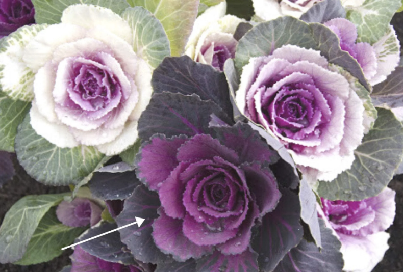 Flowering cabbage - lavender