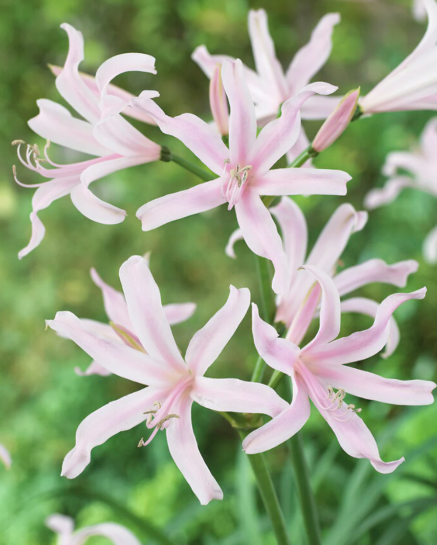 Screenshot 2026-04-03 at 1.42.29 AM.png