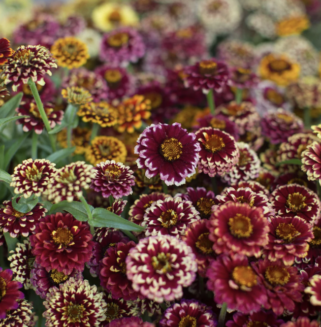 Zinnia - aztec sunset (dwarf)