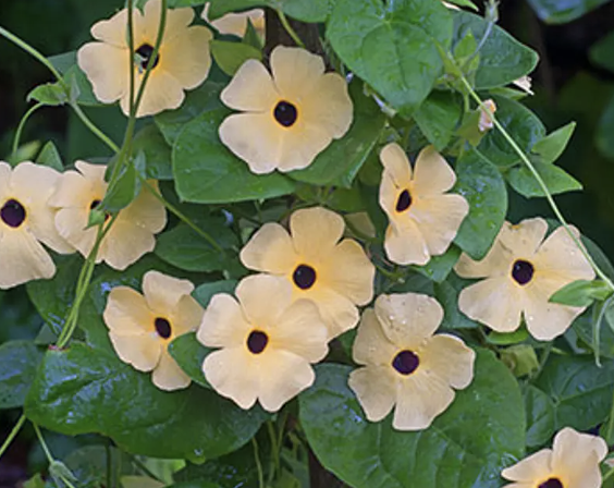 Vine - amber eyes thunbergia