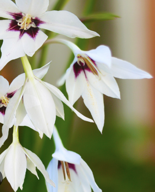 Screenshot 2026-03-25 at 1.10.44 AM.png