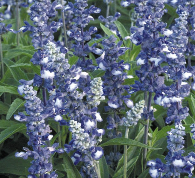 Salvia -  fairy queen (perennial)