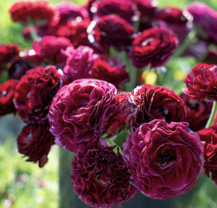 Ranunculus - black (corms)