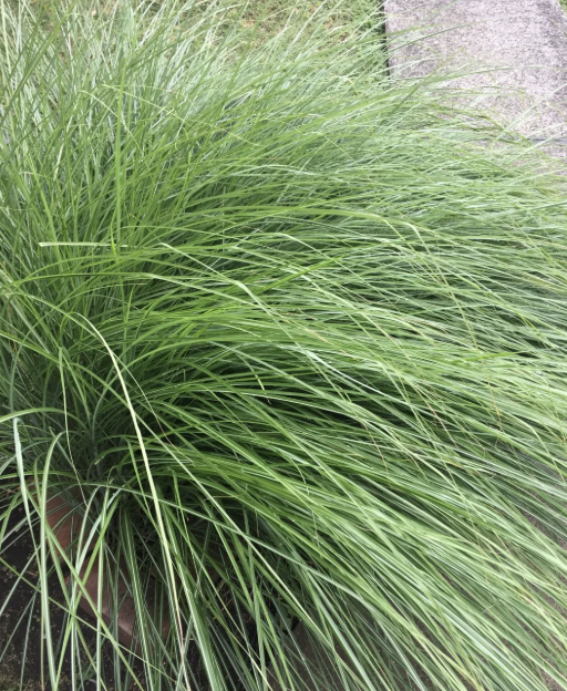 Grass Weeping Lovegrass (perennial)