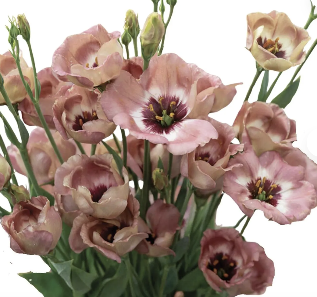 Screenshot 2026-03-24 at 10.09.16 PM.png