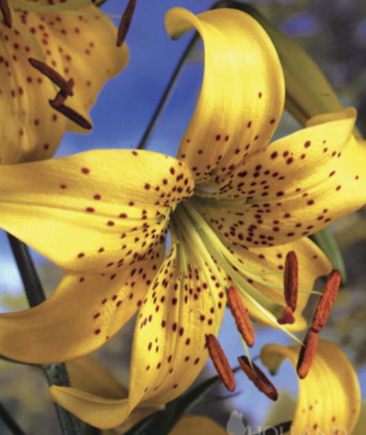 Screenshot 2026-04-03 at 1.46.13 AM.png