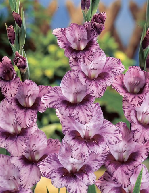 Screenshot 2026-03-25 at 1.03.39 AM.png