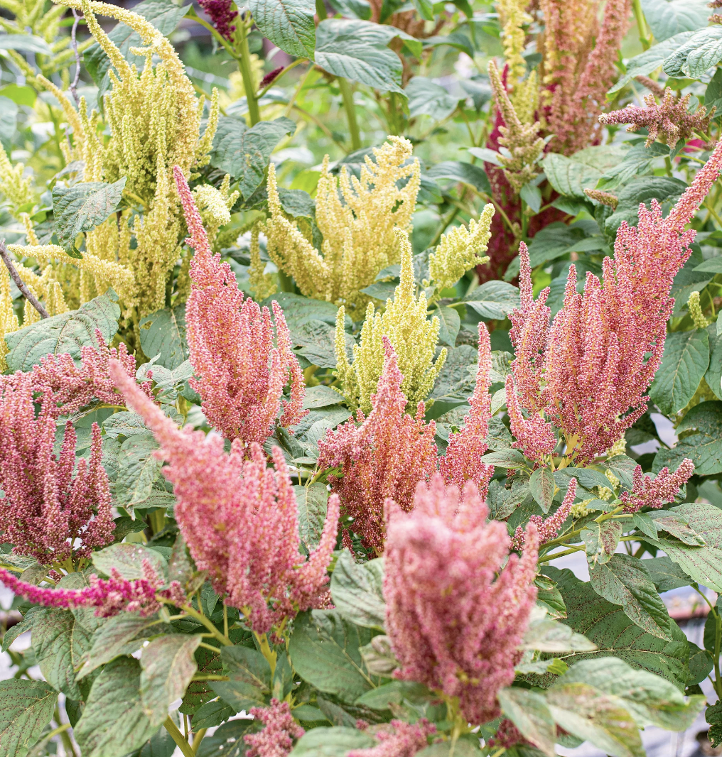 Screenshot 2026-04-15 at 3.58.00 AM.png