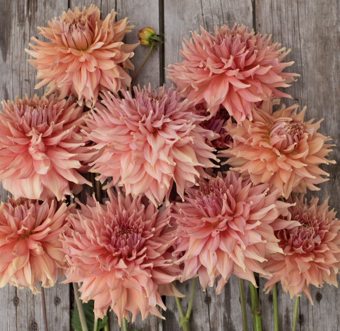 Screenshot 2026-03-29 at 8.38.52 PM.png