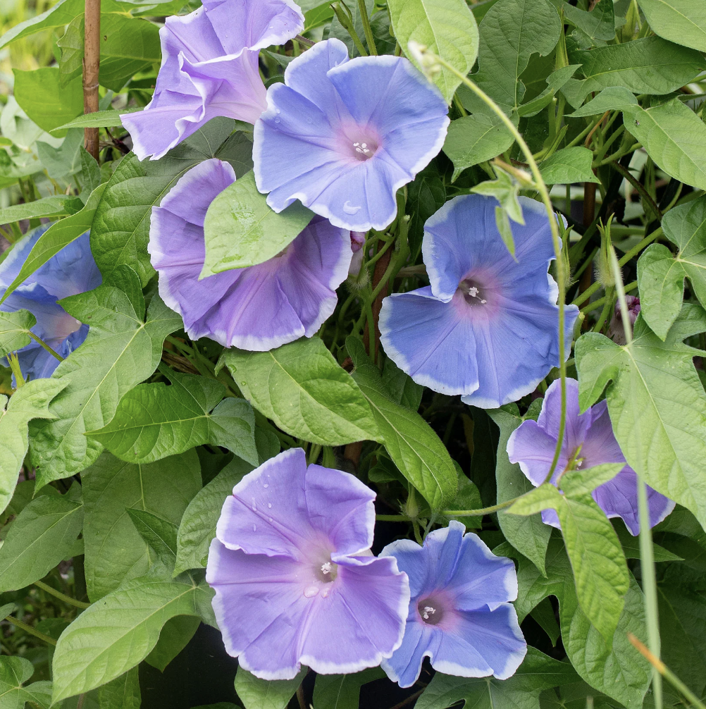 Screenshot 2026-04-08 at 5.06.47 AM.png