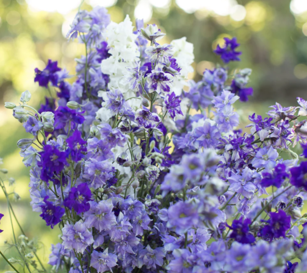 Screenshot 2025-11-01 at 2.51.22 PM.png