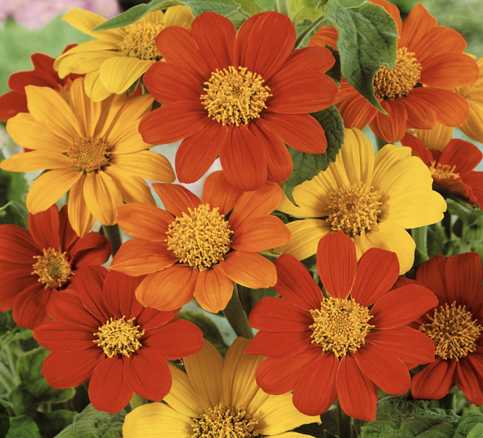 Screenshot 2026-03-31 at 1.50.49 AM.png