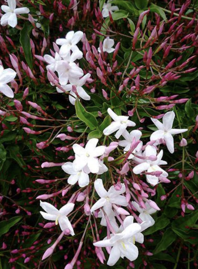 Vine - pink jasmine (perennial)