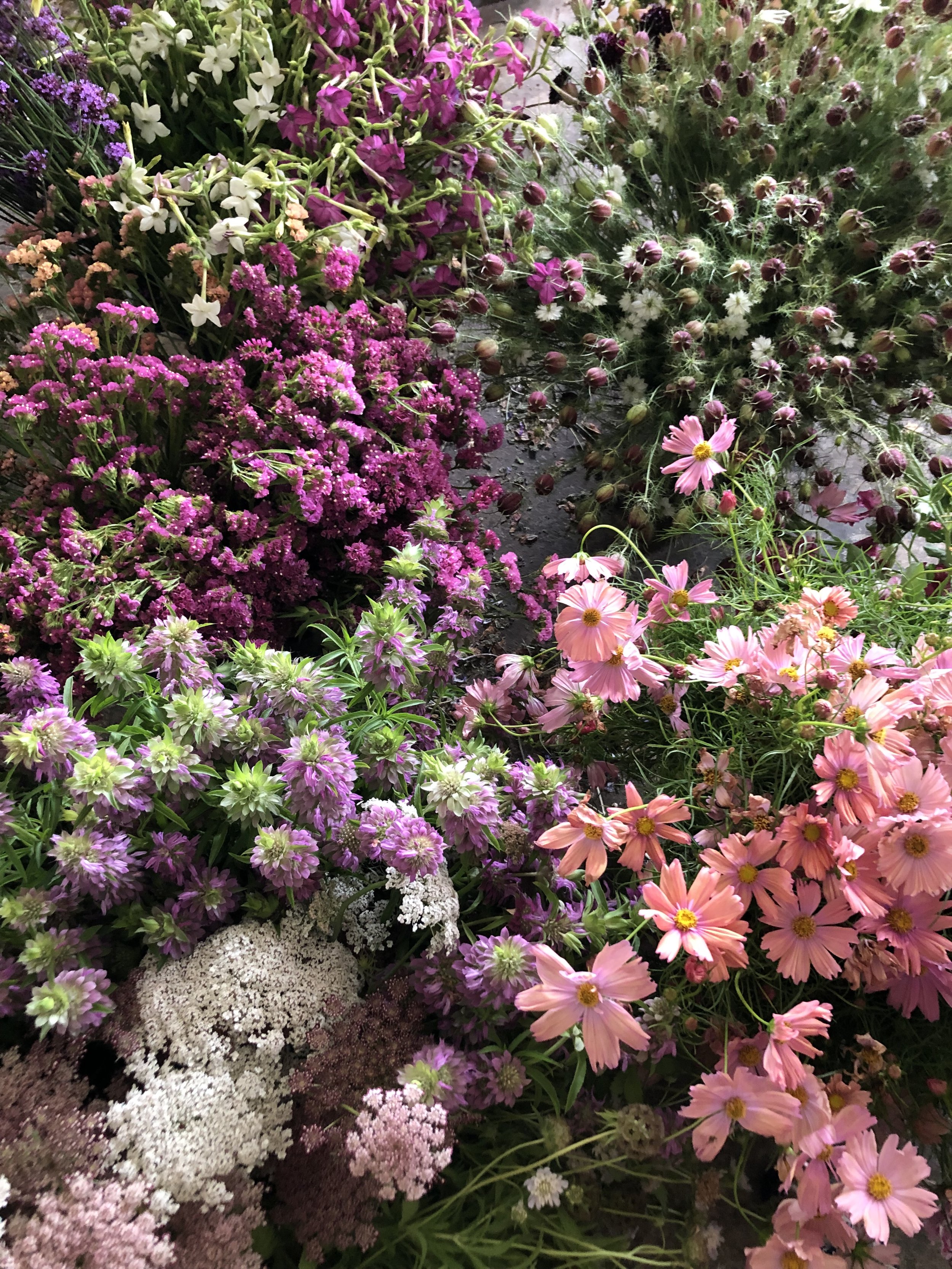 PLANT SALES