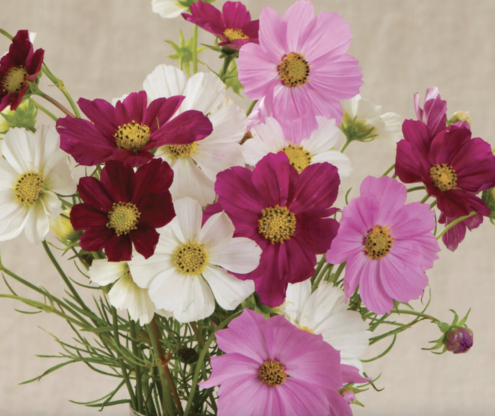 Cosmos - Versailles mix