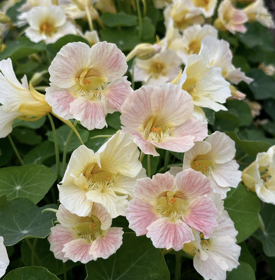 Nasturtium - blush