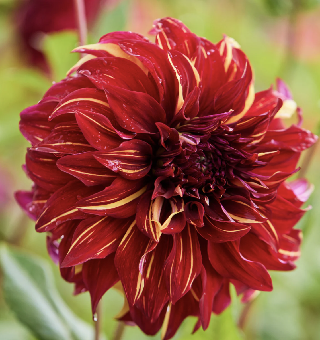 Dahlia - bohemian spartacus (potted tuber)