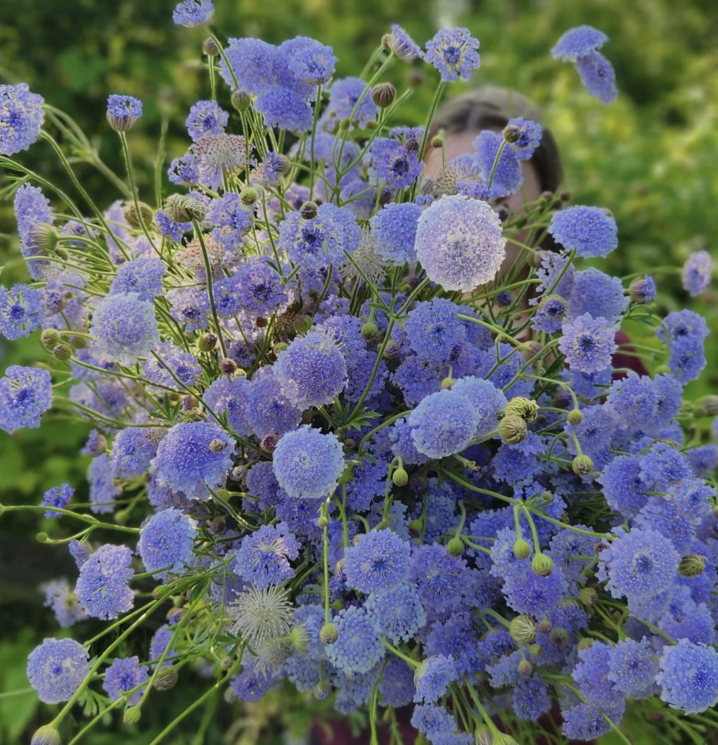 Didiscus - lacy blue