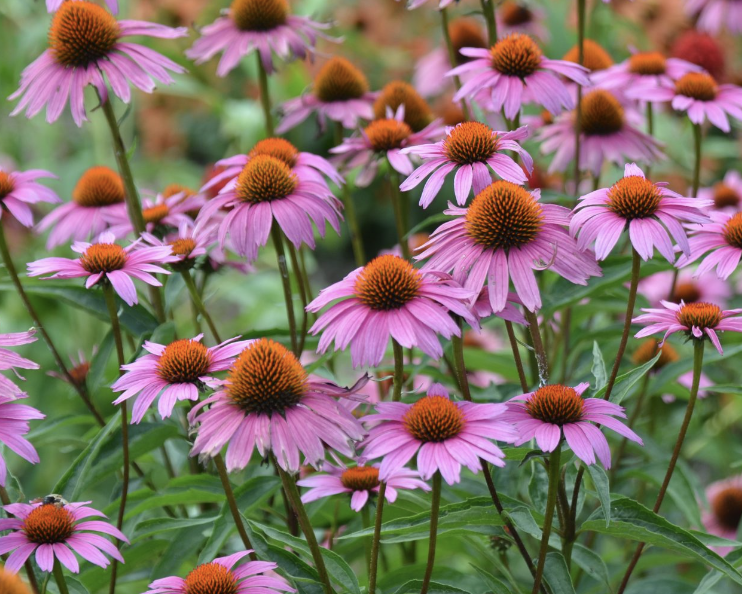Echinacea - Magnus (perennial)