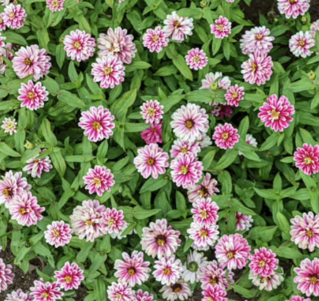 Zinnia Double raspberry ripple (dwarf)