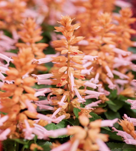 Salvia - amore salmon (perennial)