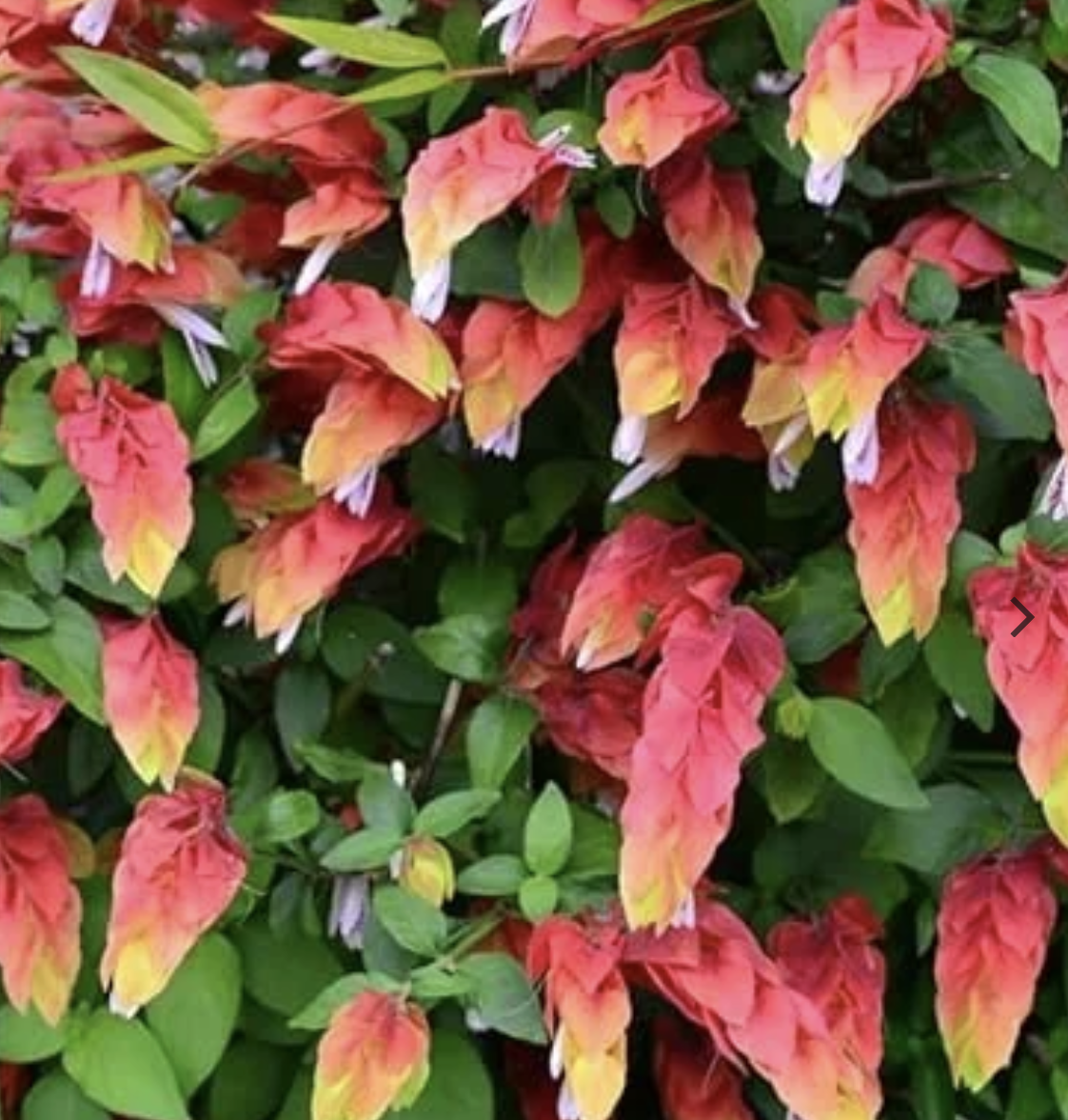Shrimp plant (perennial)