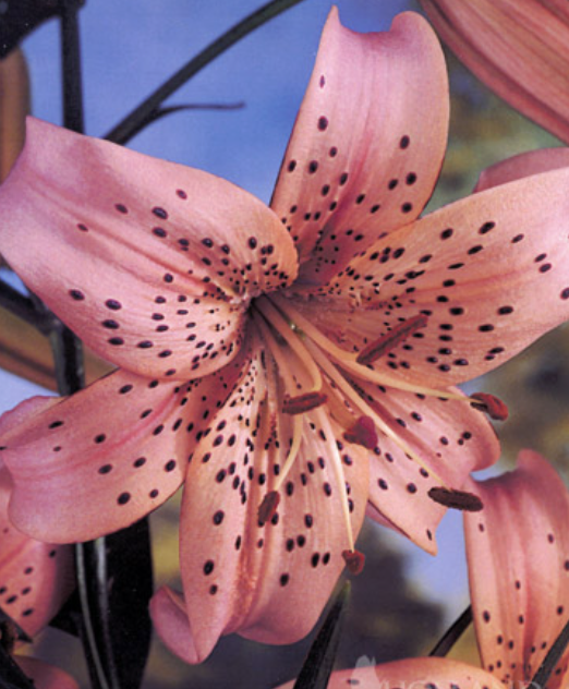 Screenshot 2026-04-03 at 1.48.53 AM.png